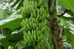 香蕉久久国产,探寻神秘国度的魅力之旅