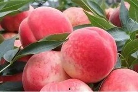 99国产欧美久久久精品密桃,揭秘影视界的甜蜜诱惑